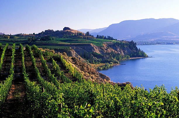 okanagan vineyards winery malerischen - okanagan penticton lake okanagan lake stock-fotos und bilder