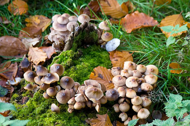 istock Wild mushrooms and Autumn leaves 172290289