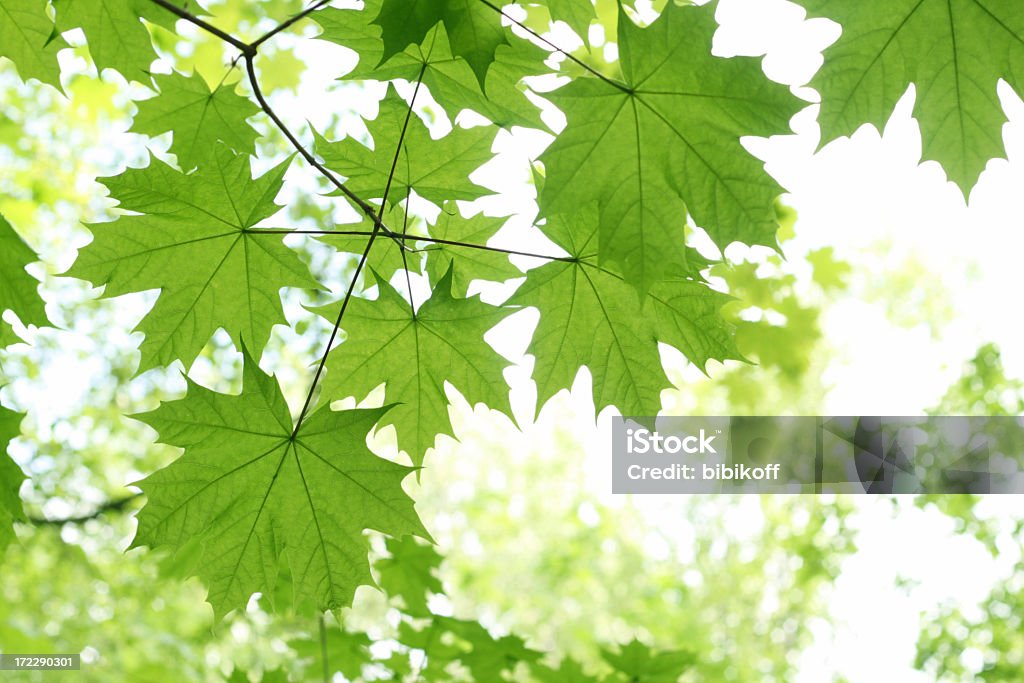 Feuilles d'érable - Photo de Érable libre de droits