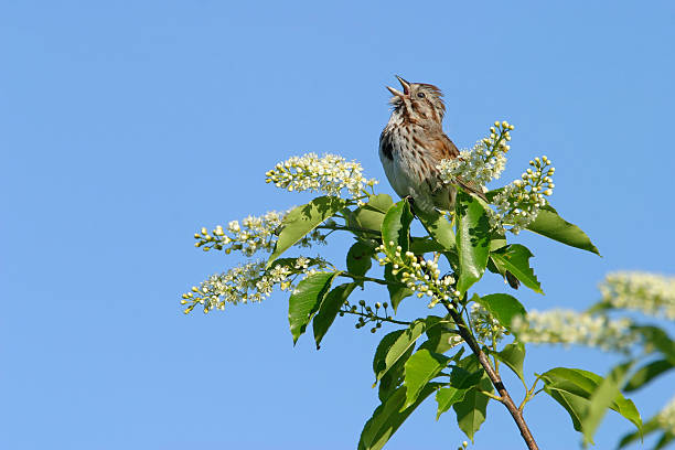 Sparrow Singing stock photo