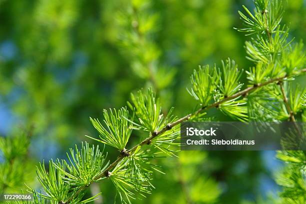 Młody Gałąź Na Wiosnę Z Modrzew Europejski - zdjęcia stockowe i więcej obrazów Bliskie zbliżenie - Bliskie zbliżenie, Drzewo, Drzewo iglaste