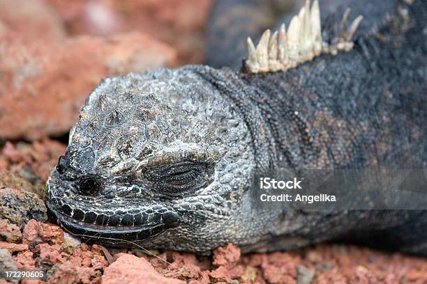 Sleeping Marine Iguana Stock Photo - Download Image Now - Animal, Animal Body Part, Animal Head