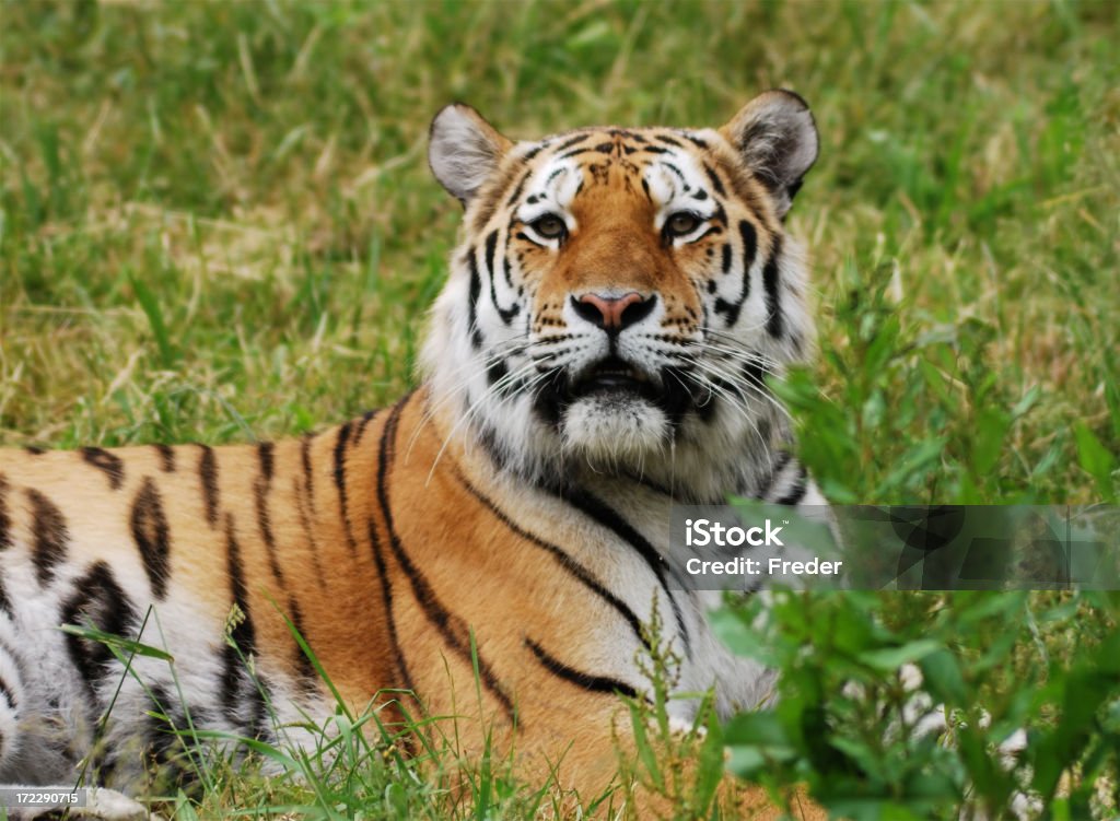 Tigre - Foto stock royalty-free di Animale