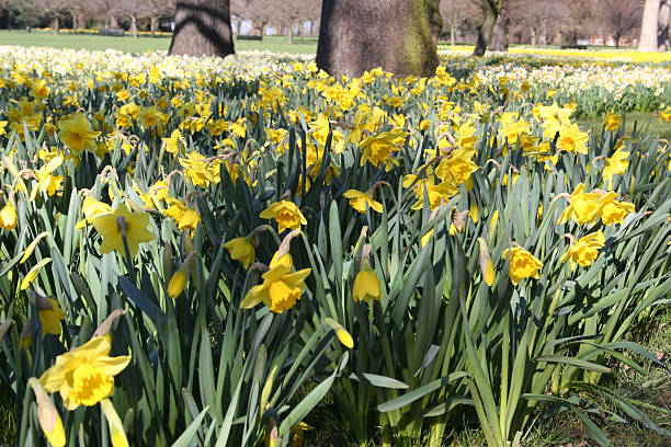 istock Daffodils flowering in Greenwich Park 172290799