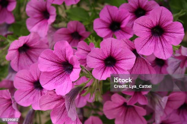 Pink Petunia 3 Stock Photo - Download Image Now - Petunia, Pink Color, Blossom