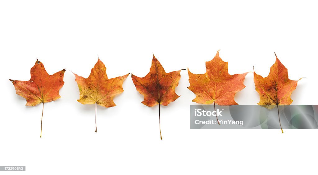 Портрет осенью кленовые листья группа - Стоковые фото Белый роялти-фри