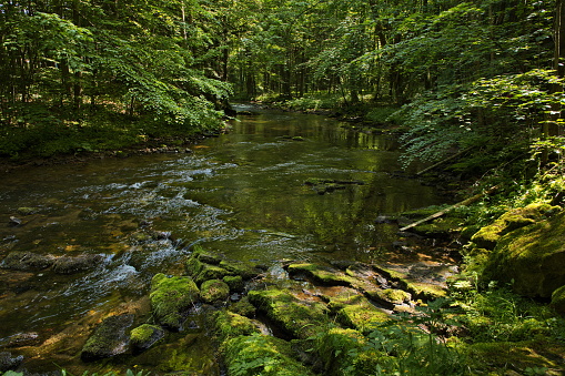 River Zdobnice, Hradec Králové Region, Czech Republic, Europe