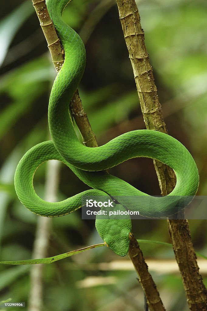 Vert serpent - Photo de Serpent libre de droits