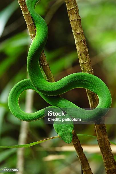 Photo libre de droit de Vert Serpent banque d'images et plus d'images libres de droit de Serpent - Serpent, Branche - Partie d'une plante, Animal vertébré