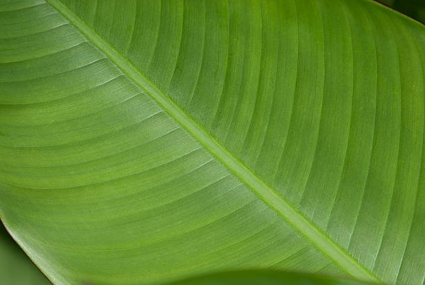 Close-up of a Banana Leaf 1 stock photo