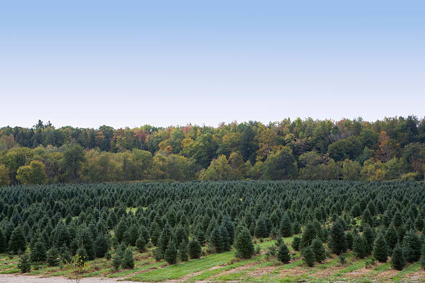 istock Tree Farm Against The Autumn Hills 172291057