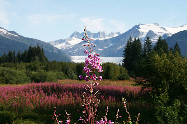 Fireweed and Glacier "Fireweed in front of the Mendenhall Glacier in Juneau, Alaska." flower mountain fireweed wildflower stock pictures, royalty-free photos & images