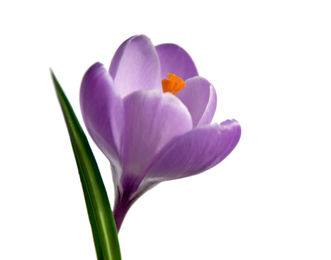 Close-up of a violet crocus on a white background. Shallow field of depth with focus on the orange stigma.All crocus images: