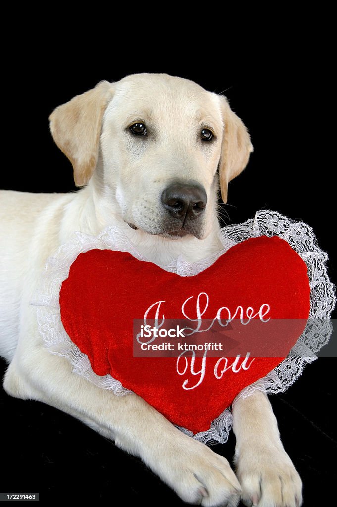 Puppy Love Six month old yellow Labrador Retriever puppy ready for Valentine's Day. Posing with pillow that says I Love You on black background. Please see some similar pictures from my portfolio: Affectionate Stock Photo