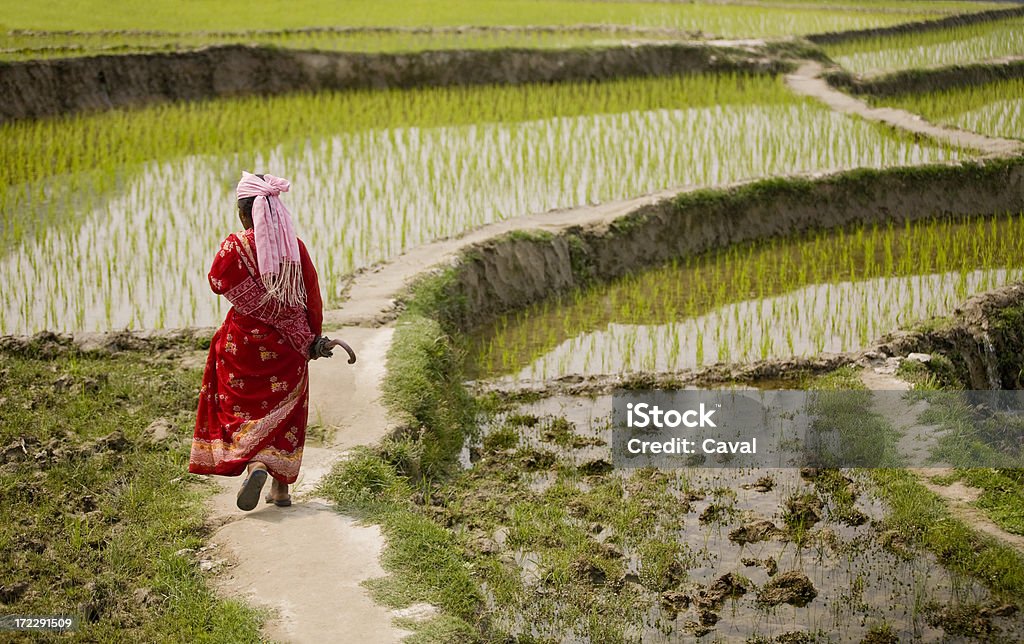 walking in rice Nepali woman walking among rice fields Nepal Stock Photo