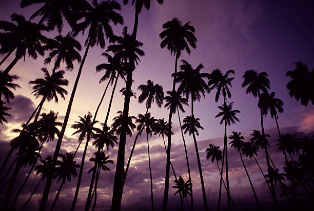 Purple Palm Trees Coconut plantation at tropical resort. taveuni photos stock pictures, royalty-free photos & images