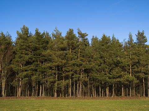 Forest landscape.