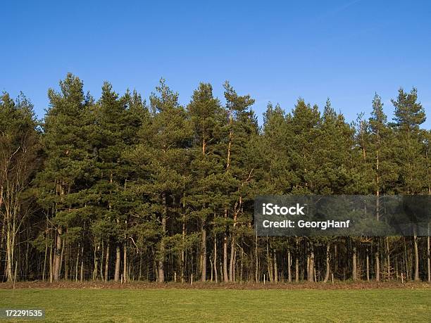 Krajobraz - zdjęcia stockowe i więcej obrazów Drewno - Tworzywo - Drewno - Tworzywo, Drzewo, Fotografika