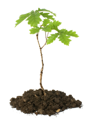 oak sapling on white background