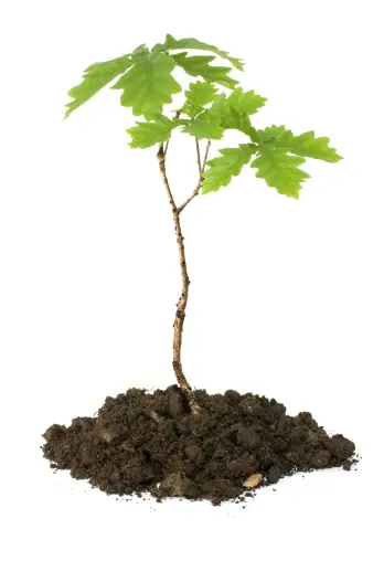Sapling Pictures Download Free Images On Unsplash sapling-pictures-download-free-images-on-unsplash