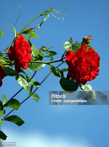 Rote Rosen Stockfoto und mehr Bilder von Baum - Baum, Blau, Blume