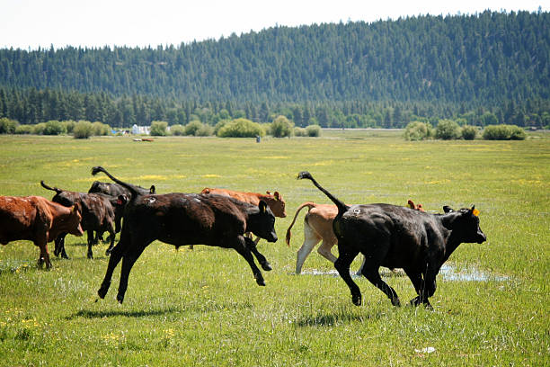 Cows bumping heads, lovingly and playful, cuddling or fighting, together in a pasture under a blue sky