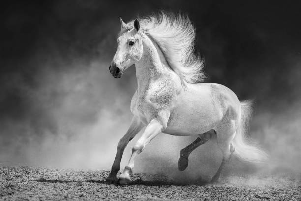 istock Horse free run in desert 1722916473