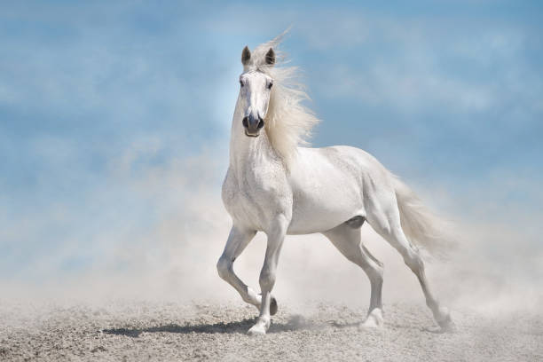 istock Horse free run in desert 1722916475
