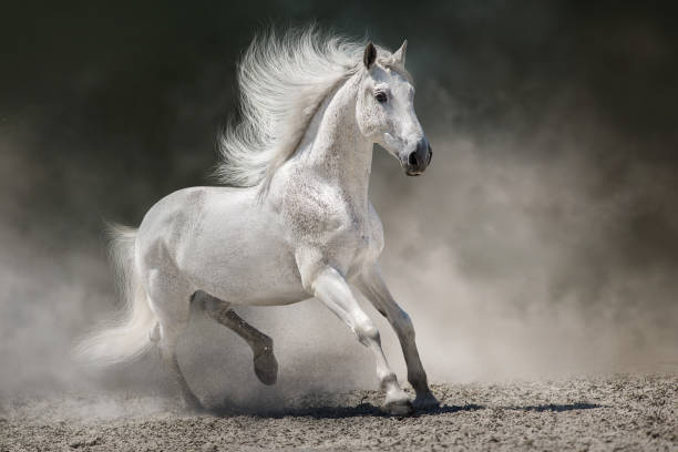 istock Horse free run in desert 1722916479