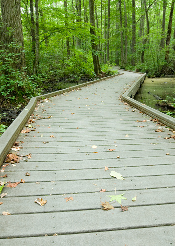 An elevated wooden walkway through a swamp