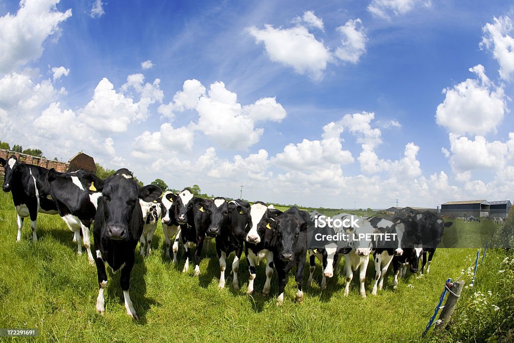 Campo di mucche - Foto stock royalty-free di Agricoltura