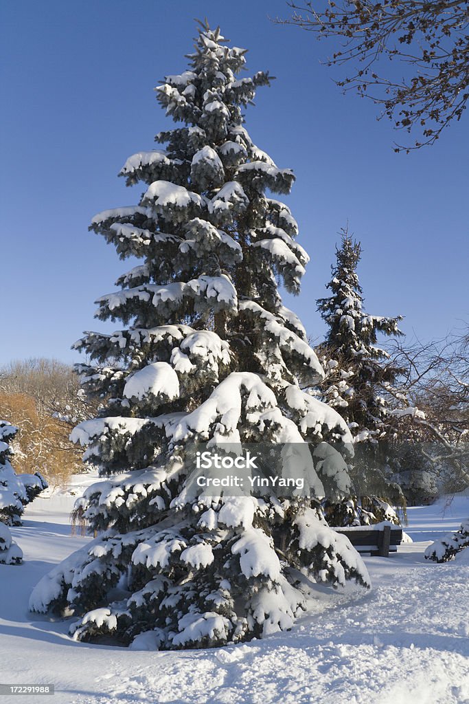 Winter Pine Tree - Lizenzfrei Baum Stock-Foto