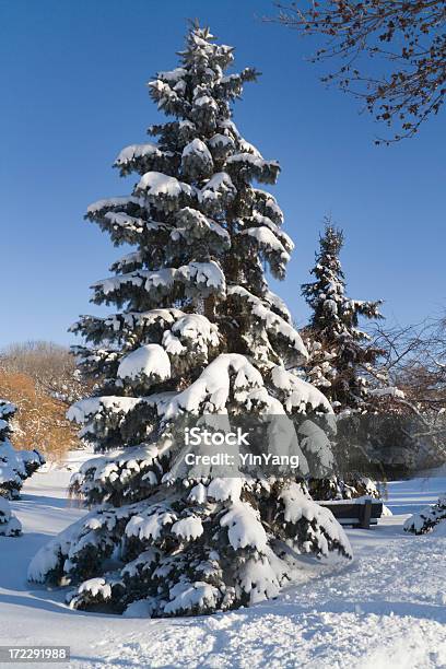 Winter Pine Tree Stockfoto und mehr Bilder von Baum - Baum, Eingefroren, Fichte