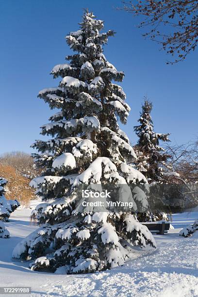 Winter Pine Tree - Fotografie stock e altre immagini di Albero - Albero, Albero sempreverde, Ambientazione esterna