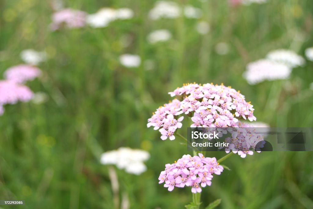 Schafgarbe - Lizenzfrei Bildschärfe Stock-Foto