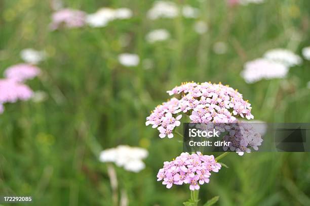 Schafgarbe Stockfoto und mehr Bilder von Bildschärfe - Bildschärfe, Blume, Blüte