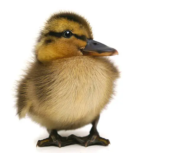 Photo of Cheeky baby duckling