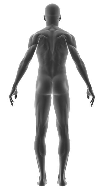istock Human body of a man for study 172292157