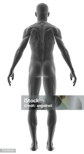 Ludzkie Ciało Z Człowiek W Ramach Badania - zdjęcia stockowe i więcej obrazów Anatomia człowieka - Anatomia człowieka, Muskulatura, Od tyłu