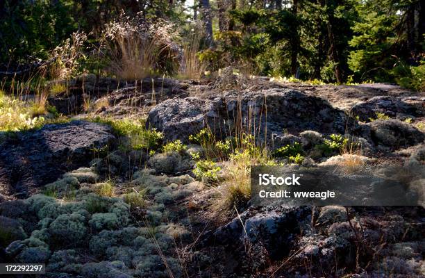 Forest Flora Stock Photo - Download Image Now - Beauty, Forest, Horizontal