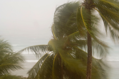 Tropical storm batters palm trees