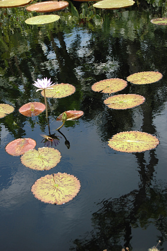 Pond with flowering lily pads.
