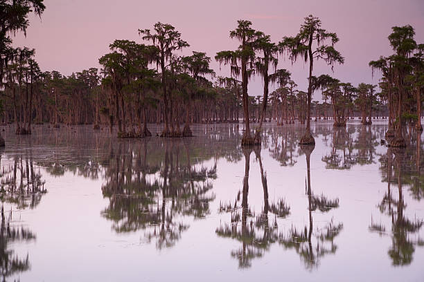 Cypress Swamp al amanecer - foto de stock