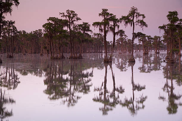 Cypress Swamp à l'aube - Photo