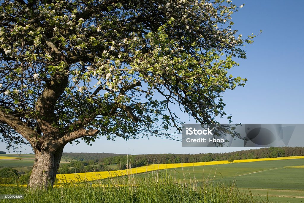 Ablooming apple tree Apple tree ablooming in spring Agricultural Field Stock Photo