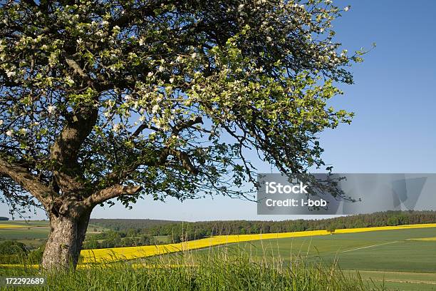 Ablooming Apple Tree Stock Photo - Download Image Now - Agricultural Field, Agriculture, Apple Tree