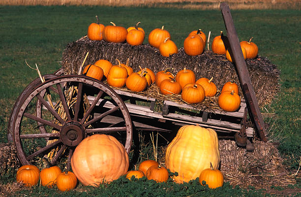 istock pumpkin farmers market 172292855
