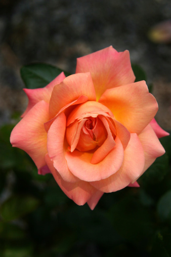 A beautiful close-up of a peach peace rose.