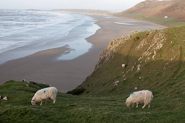 Sheep grazing on a sea clifftop