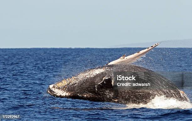 ハンプバッククジラ違反 - ザトウクジラのストックフォトや画像を多数ご用意 - ザトウクジラ, ブリーチング, クジラ